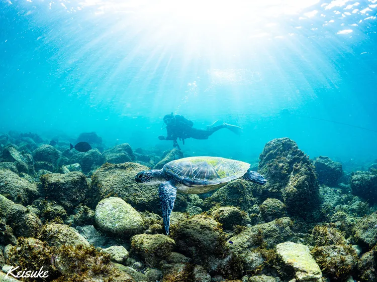【伊東市ダイビング完全ガイド】川奈・ 穏やかなビーチでウミガメに会える海