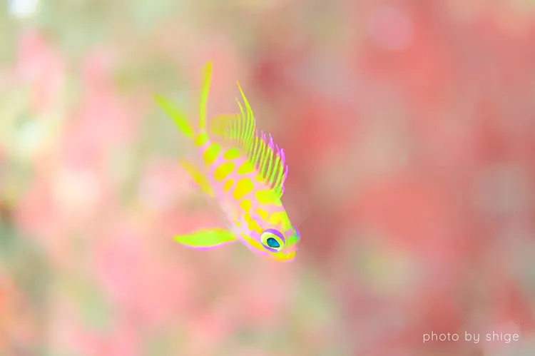 マダラハナダイ