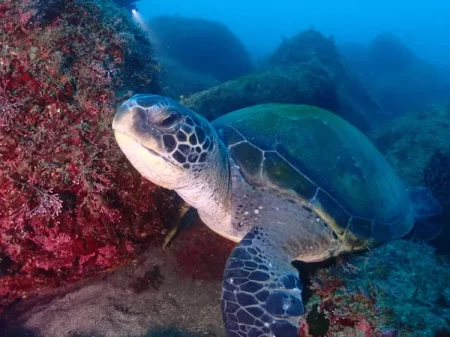 【伊東市ダイビング完全ガイド】宇佐美・アオウミガメやネコザメが待つ穏やかな海