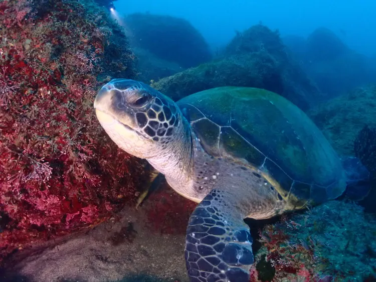 【伊東市ダイビング完全ガイド】宇佐美・アオウミガメやネコザメが待つ穏やかな海