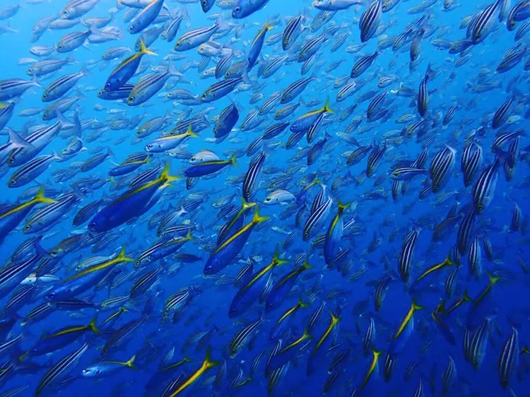 イサキとタカベの大群が、目の前を壁のように覆い尽くす光景