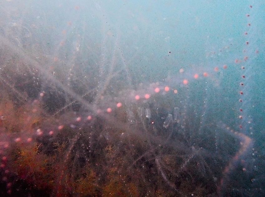 大量発生したサルパ。サルパ目サルパ科に分類される尾索動物の総称で、樽形をしたプランクトン性の動物。生物学上はホヤの仲間に分類される(写真/ダイビングパートナー)