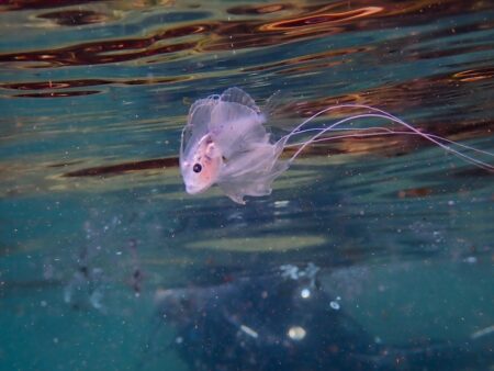 深海生物の幼魚たちが水面に浮上⁉　西伊豆で浮遊系が大量発生中!!｜大瀬崎