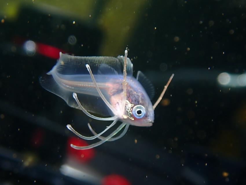 見た目が可愛らしいチゴダラの幼魚。主に北海道から本州北部のやや深い海に生息する底生性の魚で、成魚の見た目は地味だが食べるとかなり美味らしい(写真/ダイビングパートナー)
