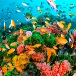 一面のナンヨウイボヤギと乱舞するキンギョハナダイ