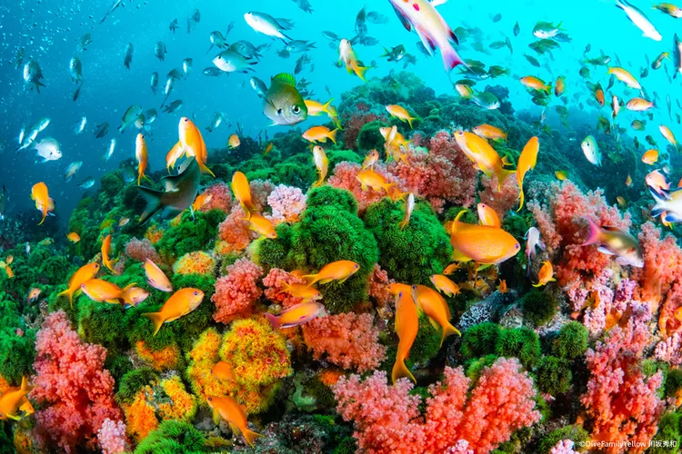 【伊東市ダイビング完全ガイド】伊東・ソフトコーラルとキンギョハナダイの華やかなコラボ