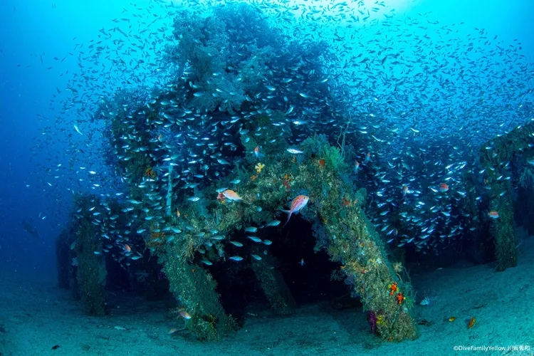 期間限定ポイントのキューブ魚礁