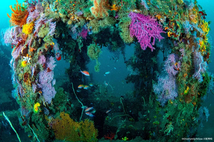 キューブ魚礁