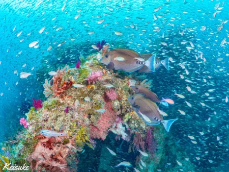 【伊東市ダイビング完全ガイド】通うほどに深くなる7つの海の魅力