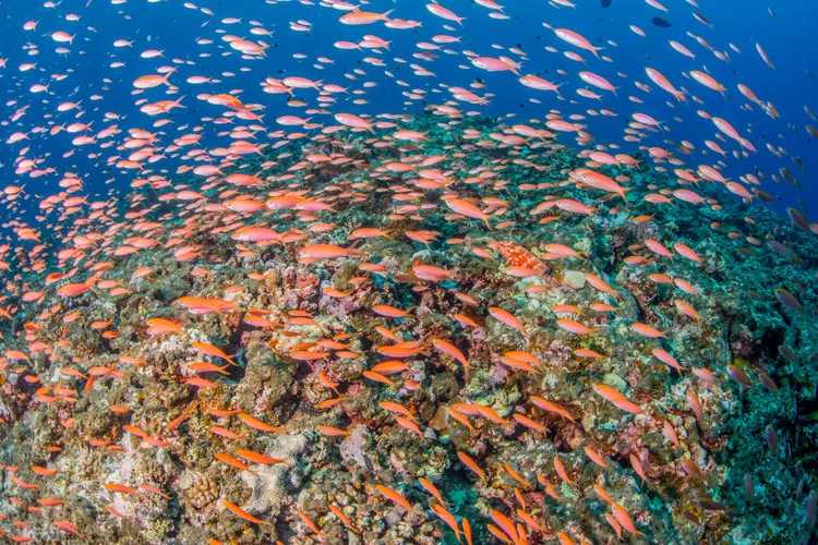 サンゴ礁を彩るアカネハナゴイの大群