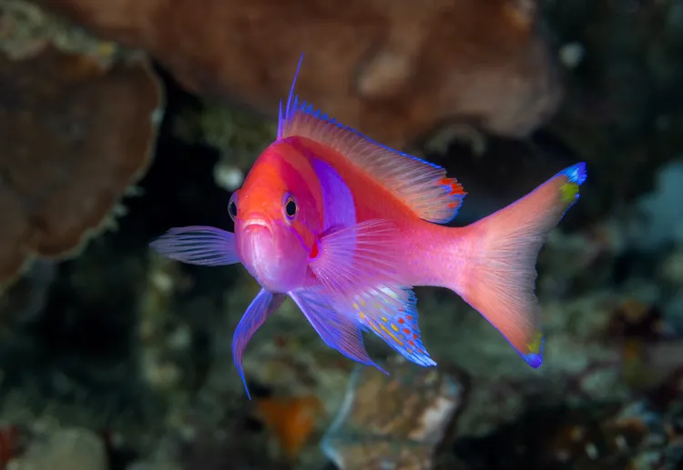 スミレナガハナダイのオス