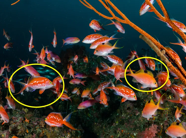 サクラダイという種類のオスとメス