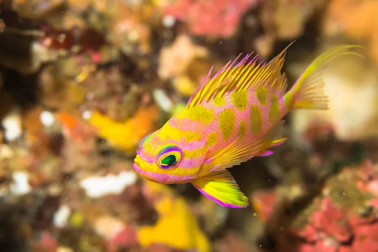 水深30mほどの深場を好むマダラハナダイ