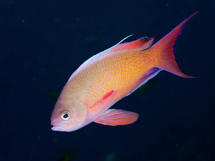 キンギョハナダイ