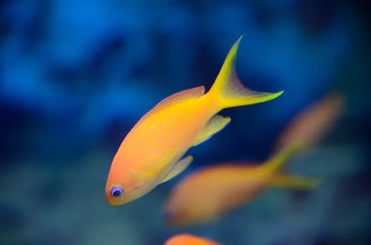 キンギョハナダイのメス