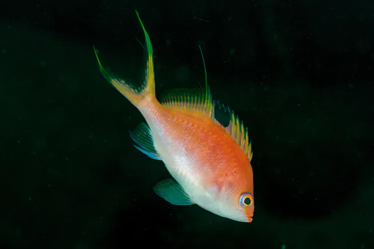 サクラダイのメス