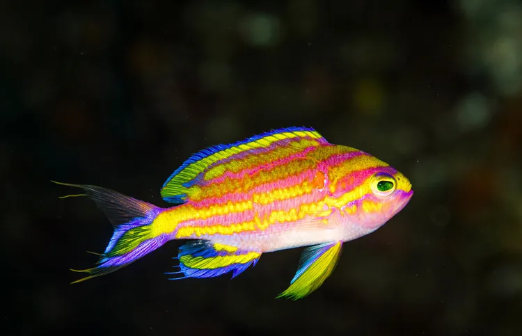 キシマハナダイ