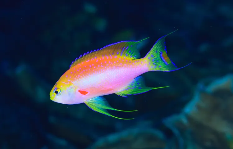 ニラミハナダイ