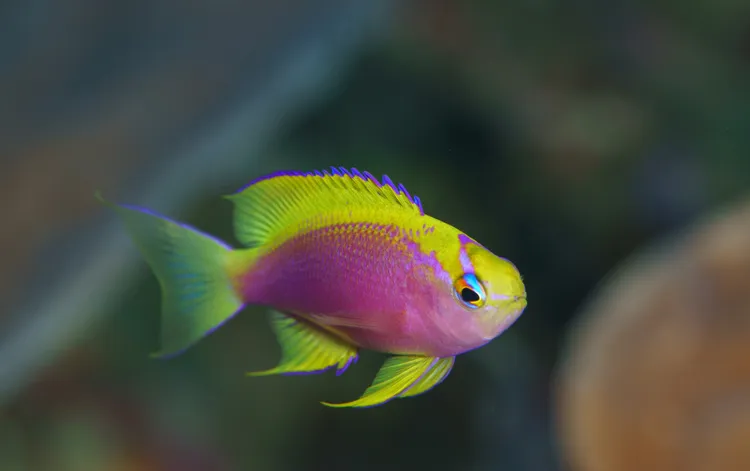 ニラミハナダイのメス