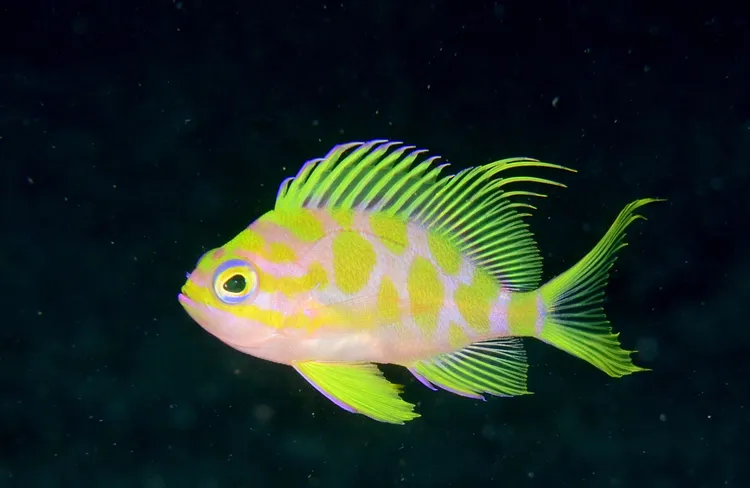 マダラハナダイ