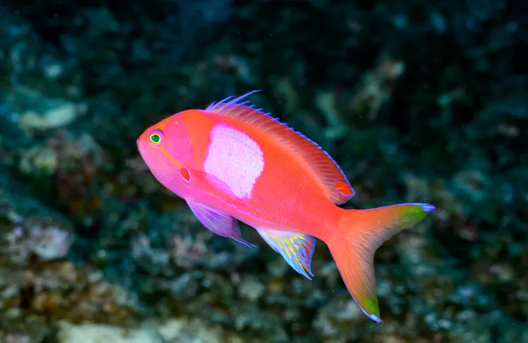 スミレナガハナダイ