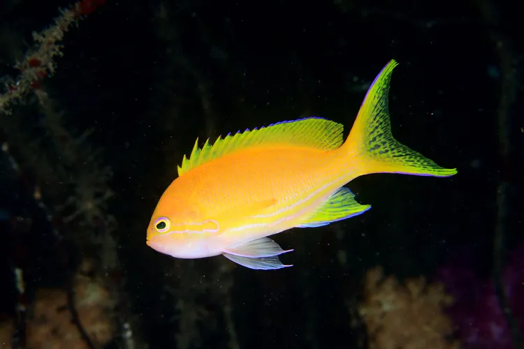 スミレナガハナダイのメス