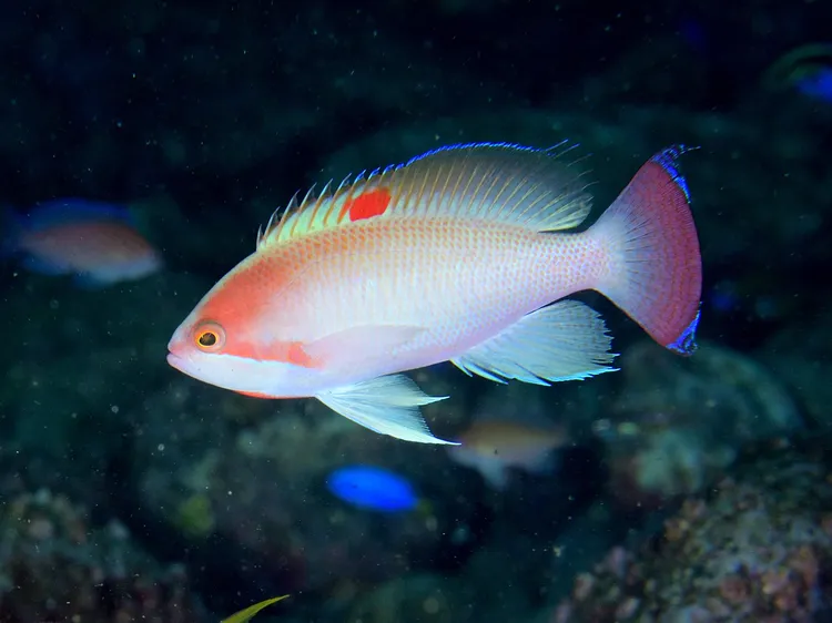 ケラマハナダイ