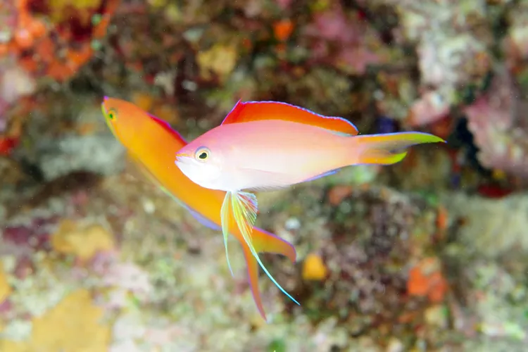 アカネハナゴイ