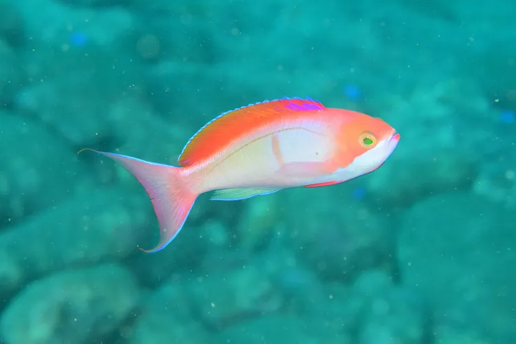 カシワハナダイ