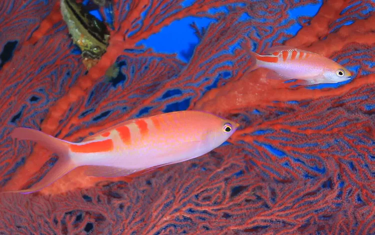 アカボシハナゴイ