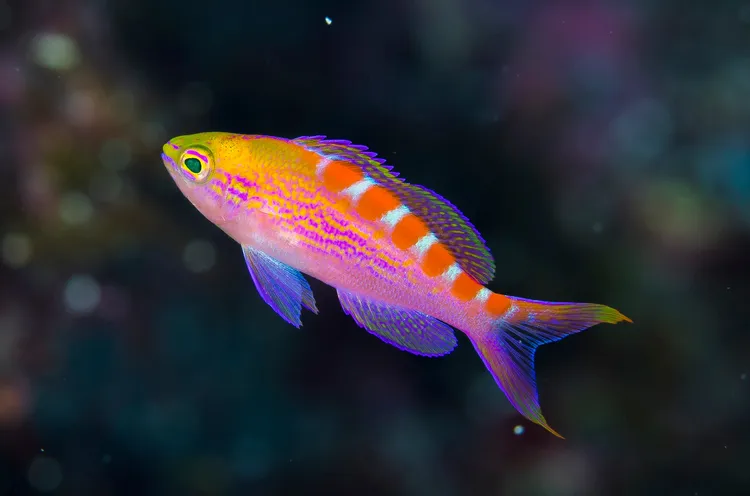 アサヒハナゴイ