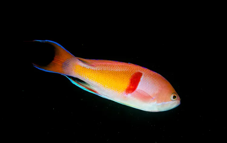 アカオビハナダイ