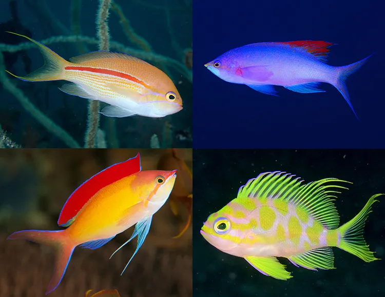 ダイビングで見られるハナダイ20種～特徴から見分け方まで海の宝石を徹底解説