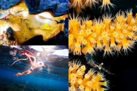 現地ガイドがOM SYSTEMのTGシリーズで切り取る 日本各地の海　③伊豆半島　大瀬崎