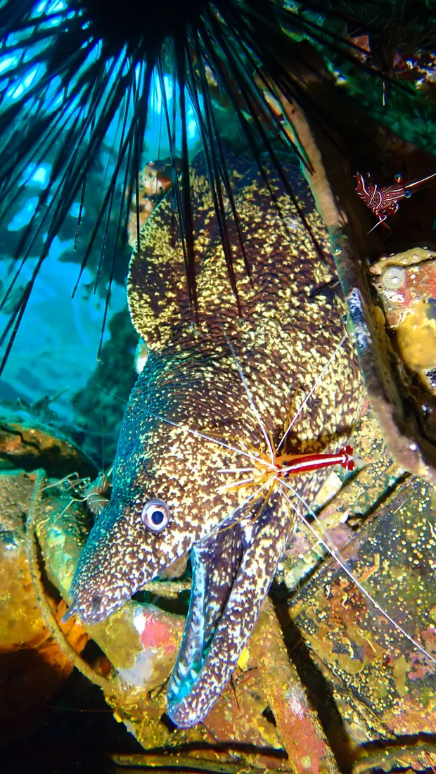 ウツボをクリーニングするアカシマシラヒゲエビ