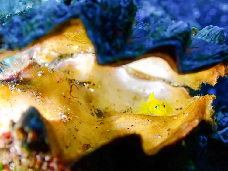 ミジンベニハゼ