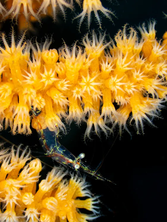 アカスジカクレエビ