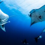 新艇ではヨナラ水道など広いエリアをカバーできるので、その日の良いポイントへ連れて行ってもらうことができる　写真提供：OceanStudio