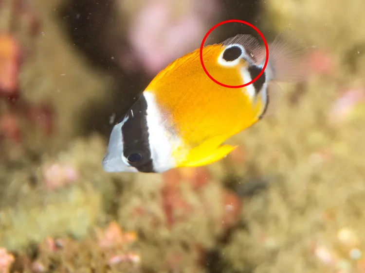 背ビレに眼状斑をもつ、チョウチョウウオという種類の幼魚