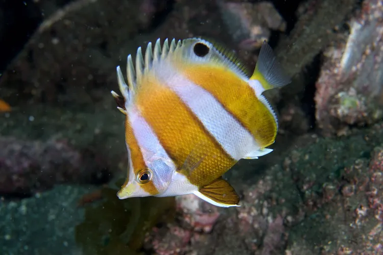 日本海でも見られるチョウチョウウオ ゲンロクダイ