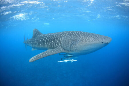 ジンベエと並んで泳ぐ夜、360度海に囲まれてダイビング三昧！　モルディブダイブ「オルタス号」全部見せます