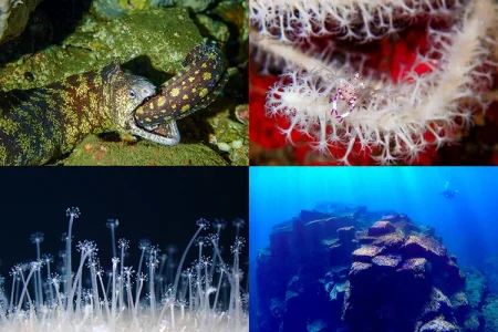 現地ガイドがOM SYSTEMのTGシリーズで切り取る 日本各地の海　④伊豆半島　赤沢