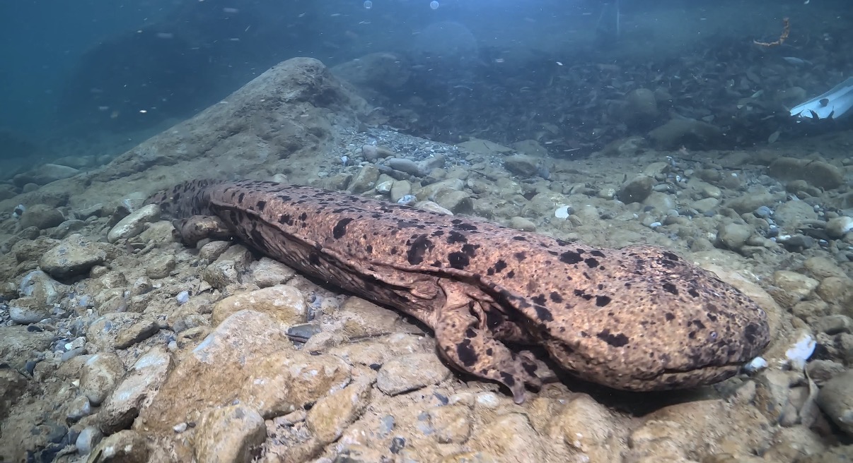 古座川で確認された1m超えのオオサンショウウオ
