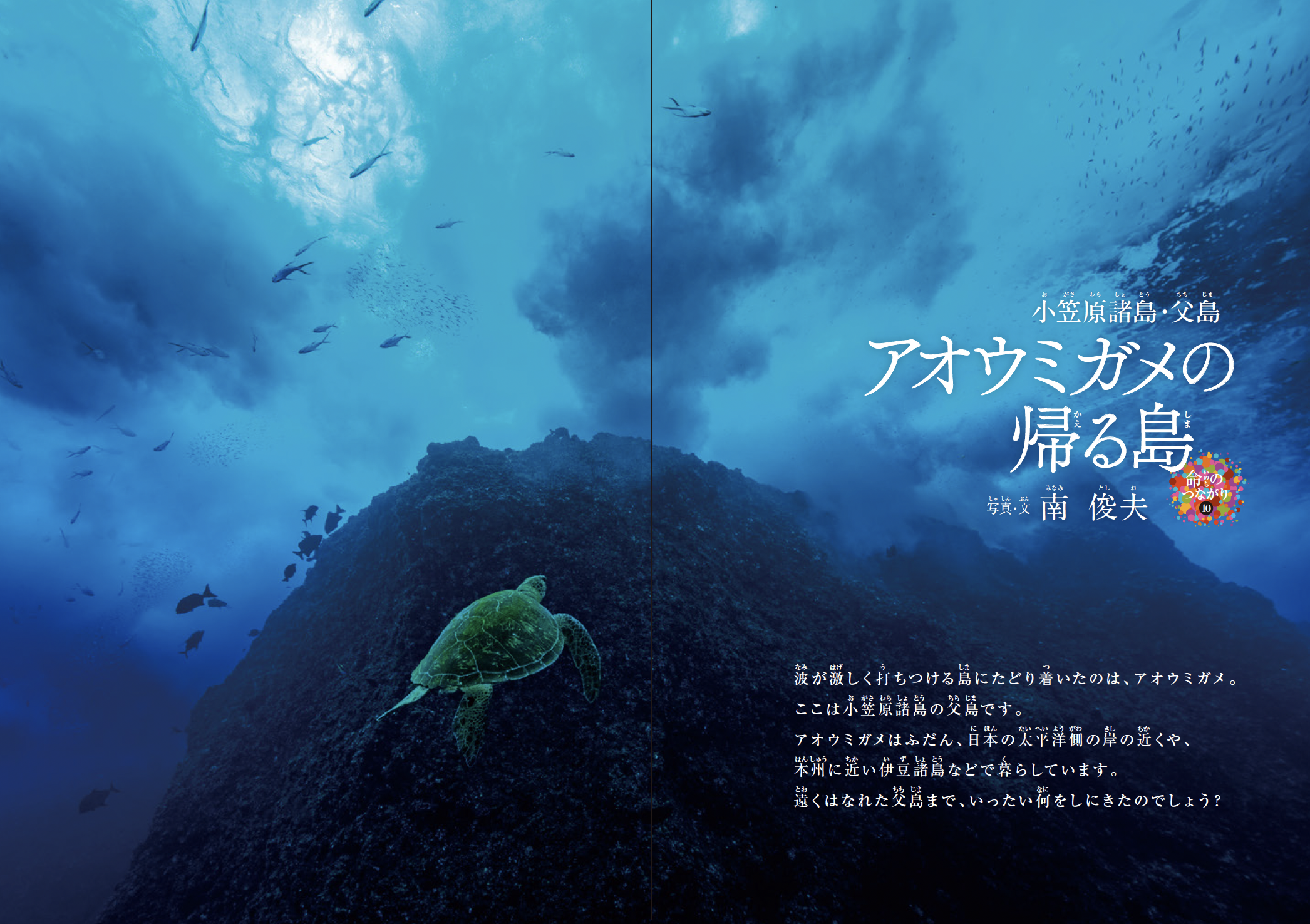 アオウミガメの帰る島 本文ページ