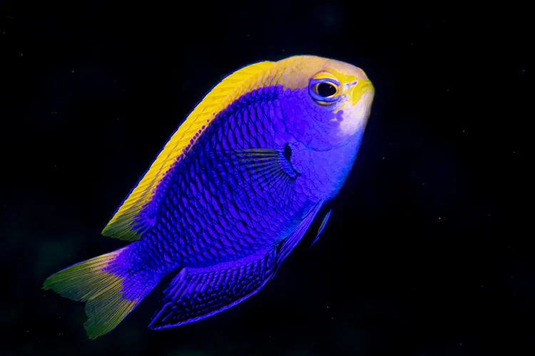 青い体に背筋の黄色がよく映える セナキルリスズメダイ