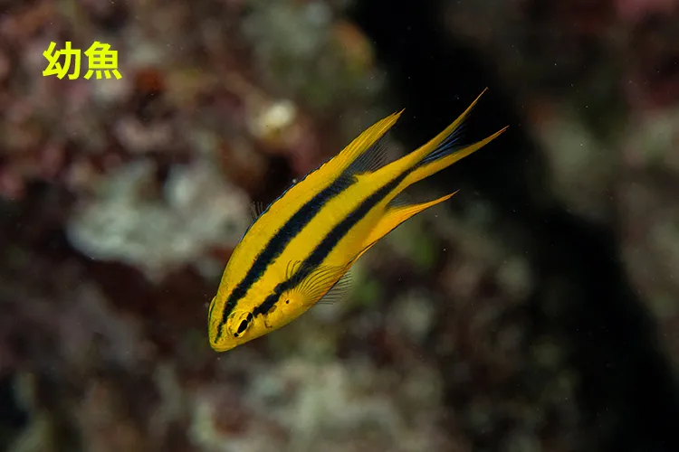 幼魚の模様は阪神タイガース ヒレナガスズメダイ