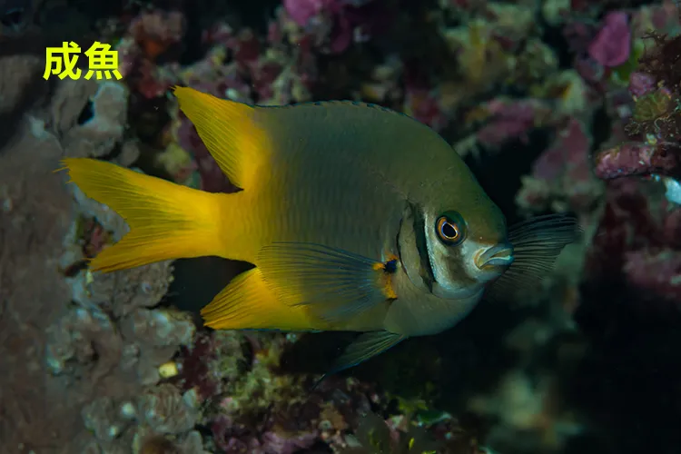 ヒレナガスズメダイ 成魚