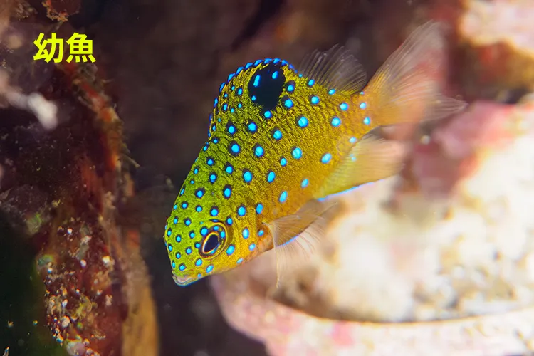 瑠璃色の星は幼魚ほどキレイ ルリホシスズメダイ
