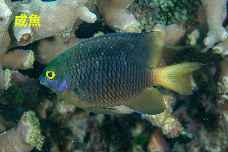 ルリホシスズメダイ 成魚