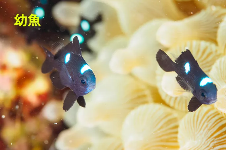青白い三ツ星は幼魚ほどクッキリ ミツボシクロスズメダイ